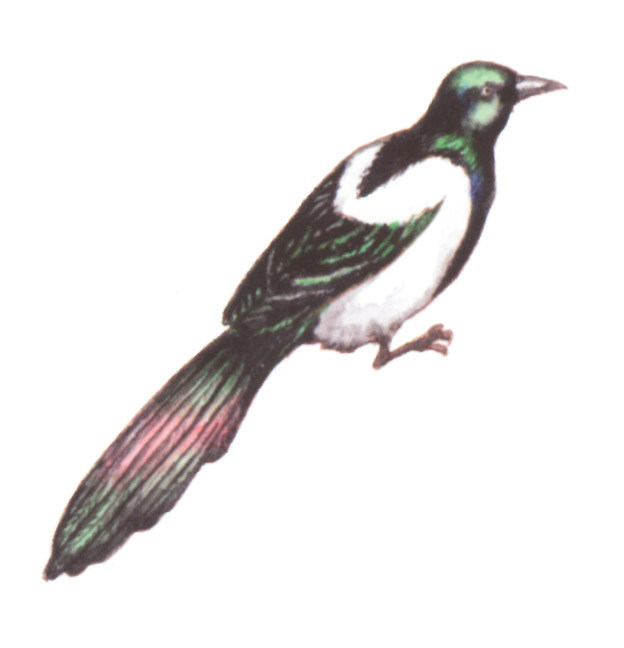 акварель "сорока"