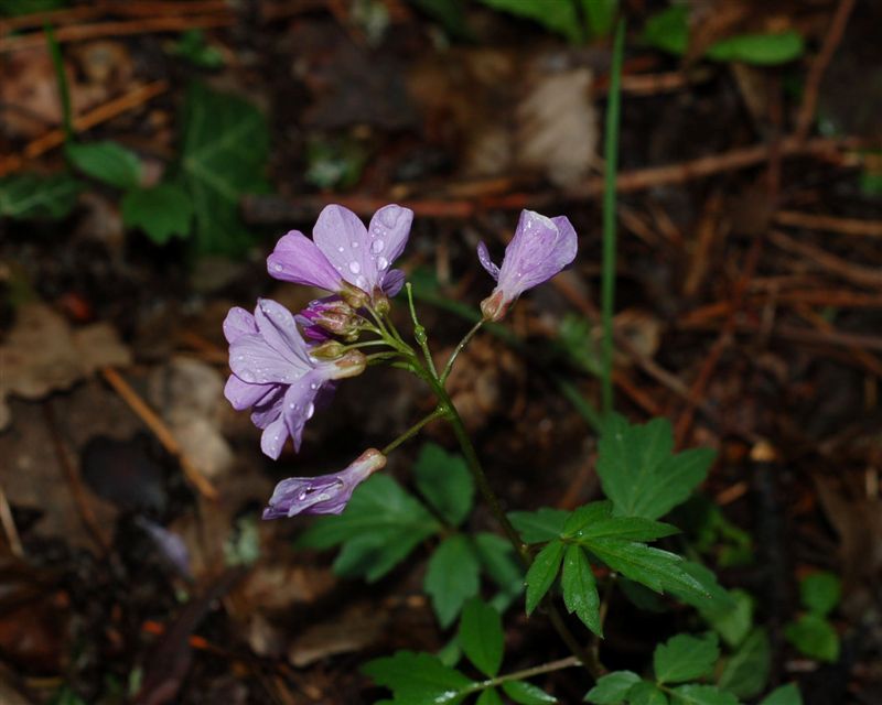 Лесные цветы