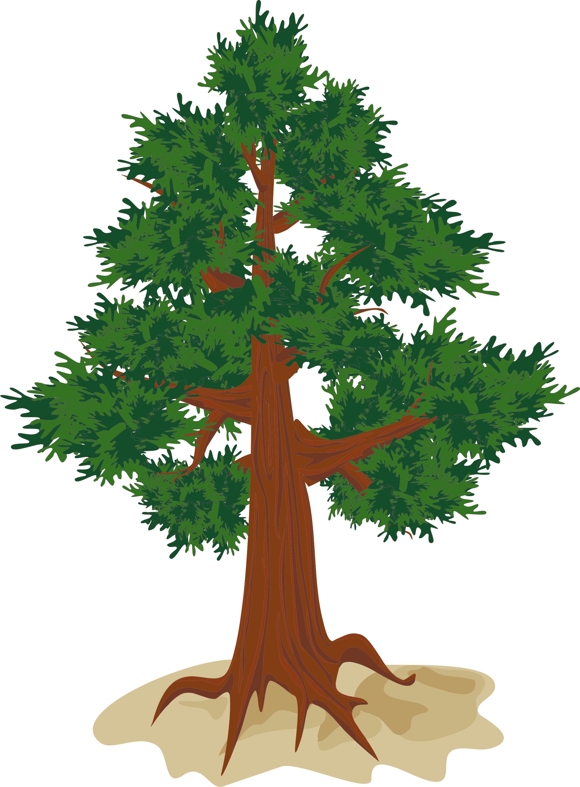 кедр, вектор