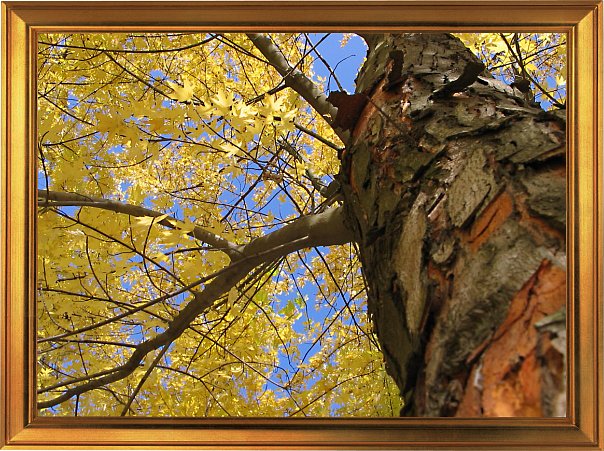 Клен желтеет