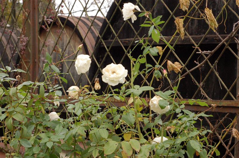 Новогодние розы