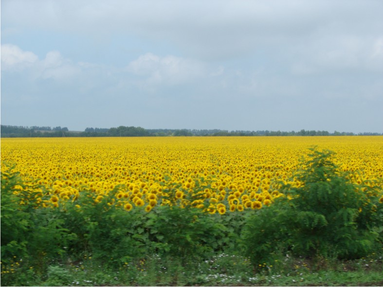 подсолнечное поле