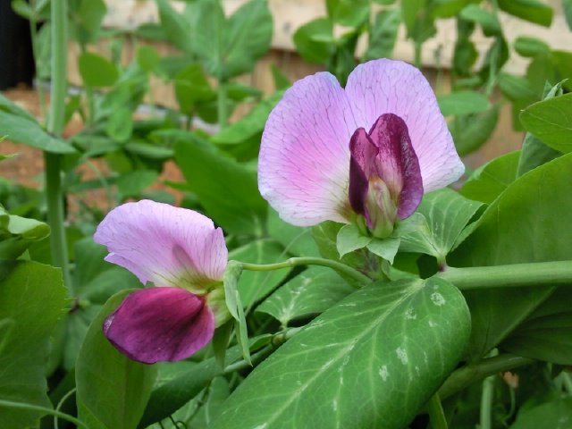 Цветы горошка