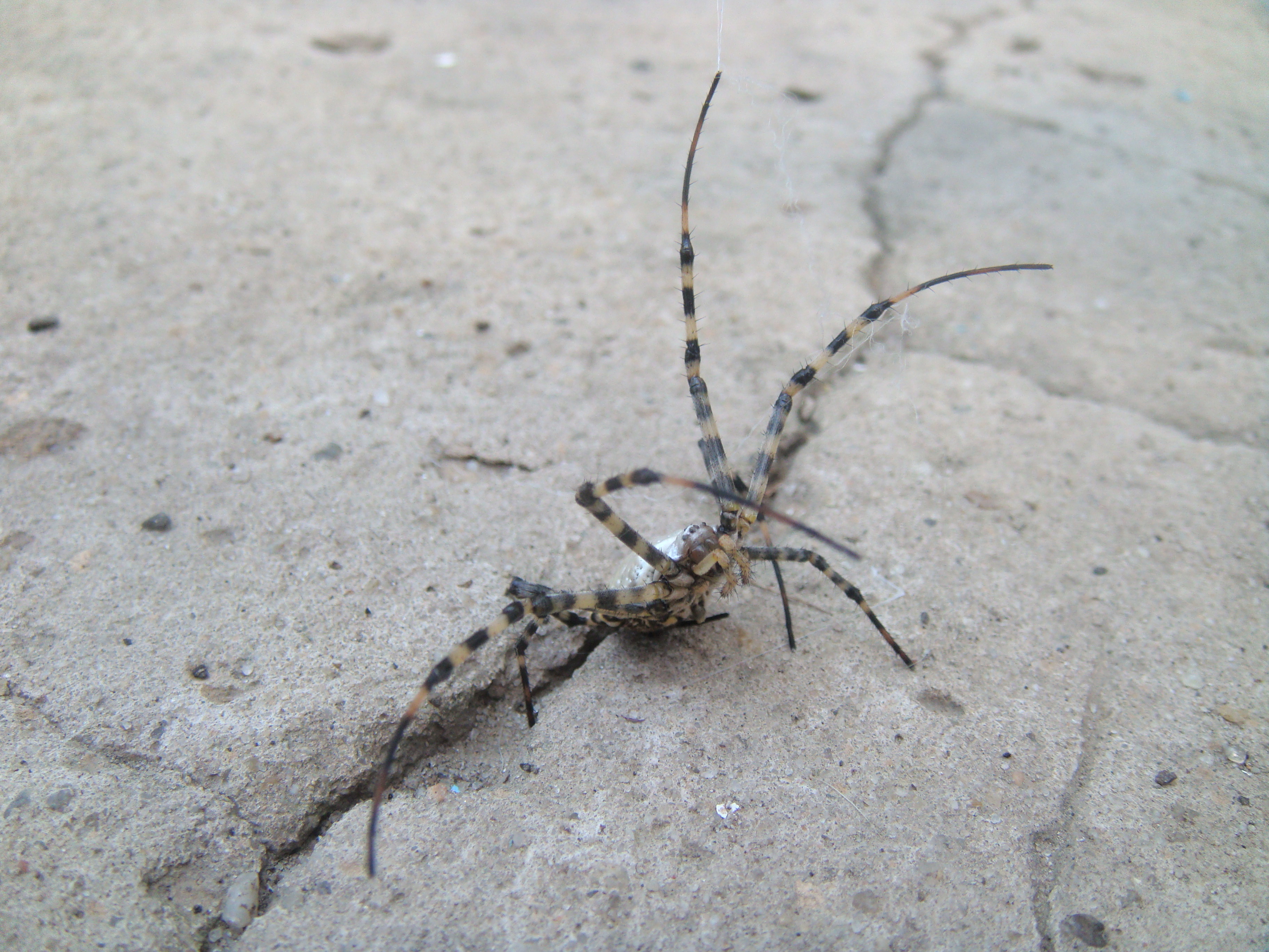 в боевой стойке