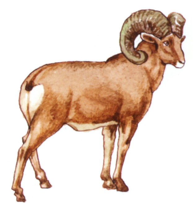 акварель "козёл"