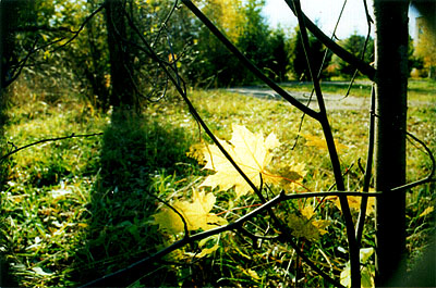 Фотоэтюды "Увядание листьев"