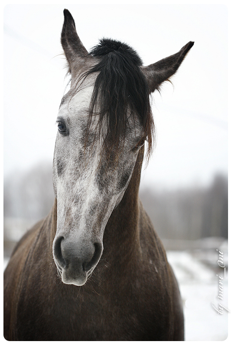 портрет арабской лошади.