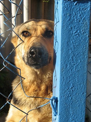 За решеткой