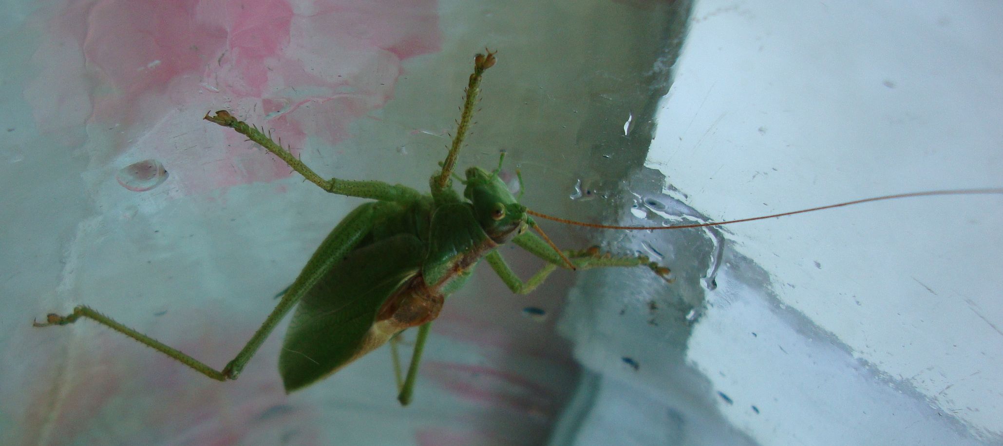 смотри как смотрит!