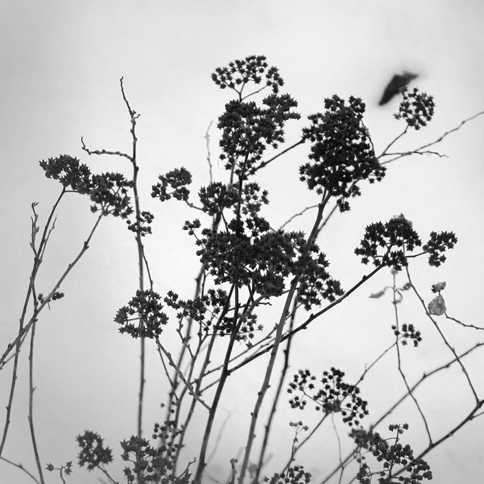 Из серии "Нежность"