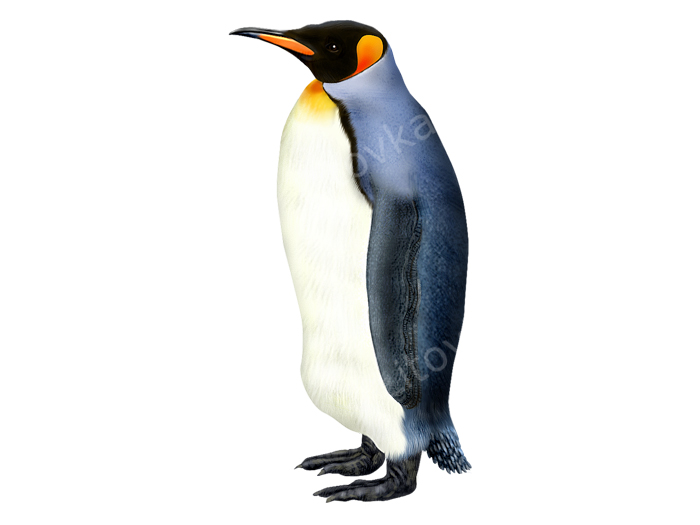пигвин императорский