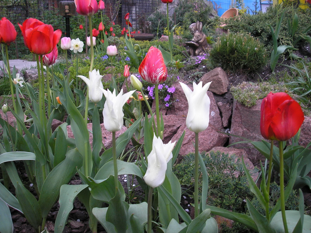 Белые тюльпаны