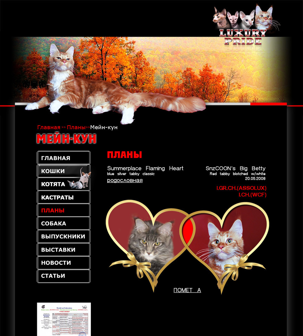 Luxury-pride страница кошек 1