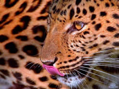 Предметная съемка ювелирных украшений