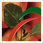 Календарь Антор