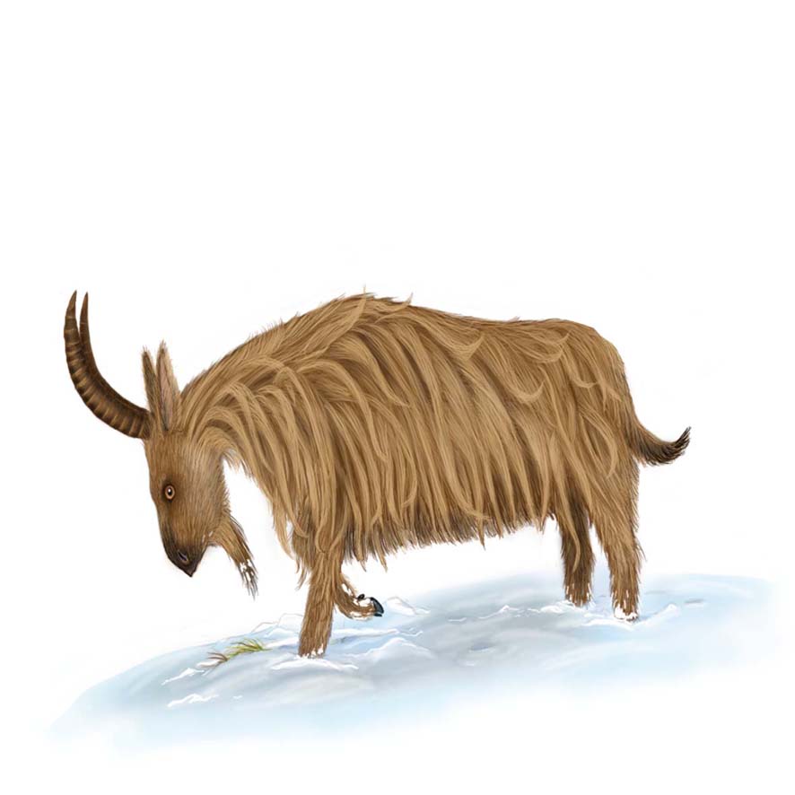 Велкопоповицкий Козел 