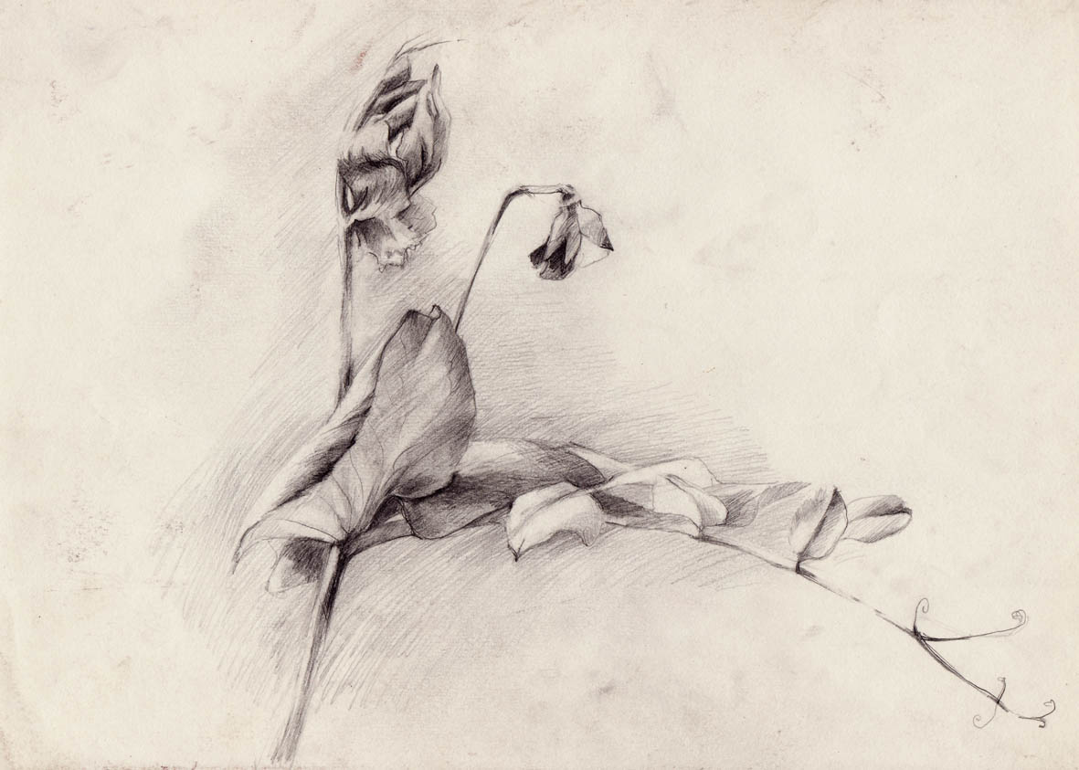 Зарисовка "Цветок гороха"