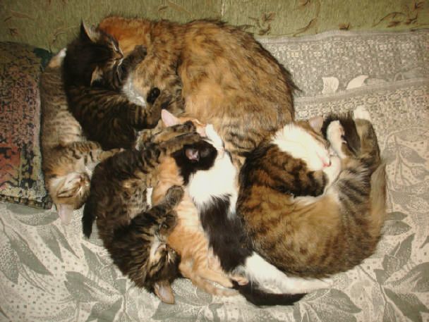 "Сонное царство"