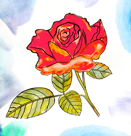 Иллюстрации для упаковки 