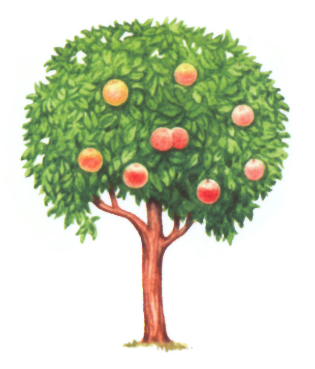 акварель "яблоня"