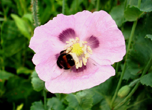 "Мохнатый шмель"