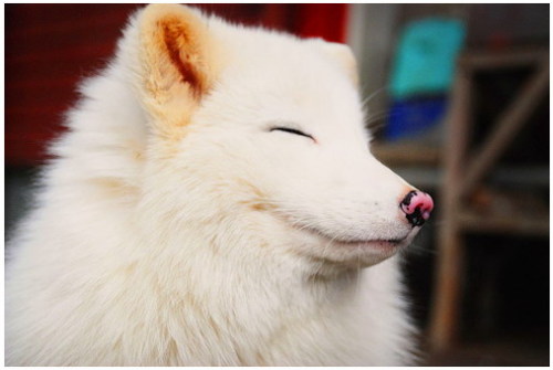 прикрепленный файл