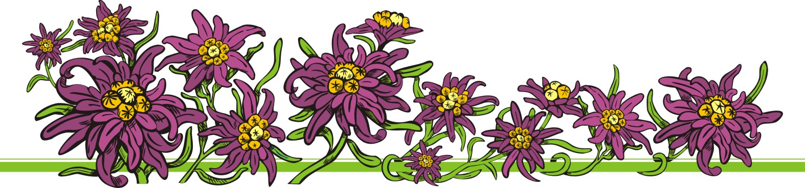 Эдельвейсы