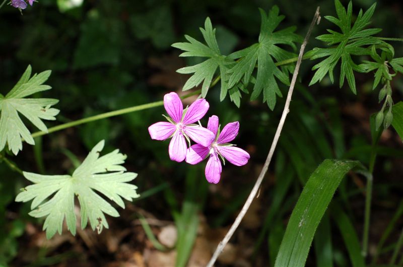 Лесные цветы
