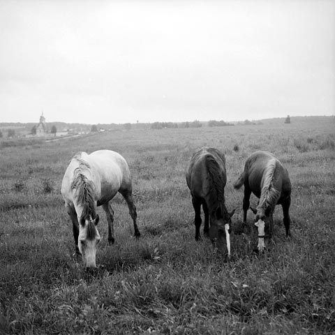 Фотоэтюды "Лошади"