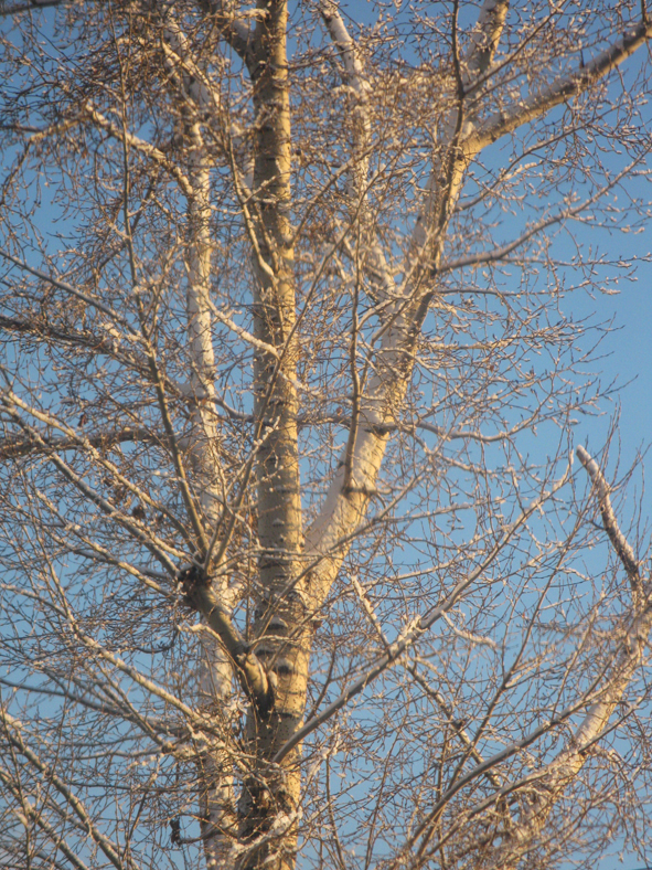 Белая береза под моим окном..