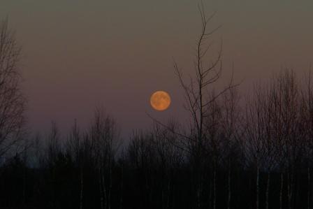 Луна над тайгой