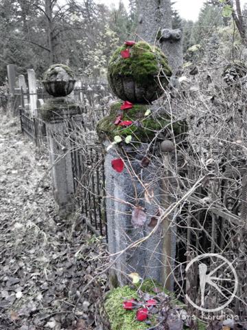 лепестки роз