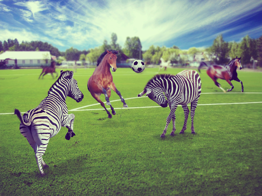Кони против зебр