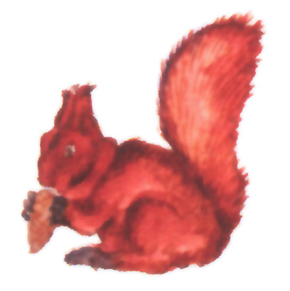 акварель "белка"