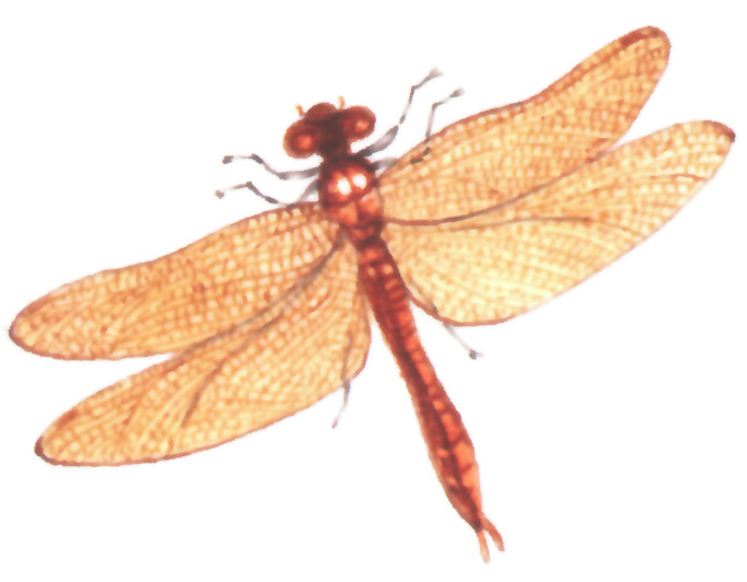 акварель "стрекоза"