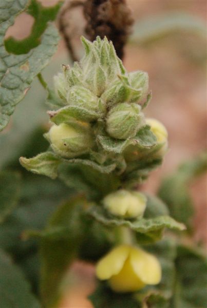 Сумасшедший зимний цветок :))