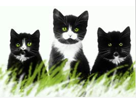 Сайт на CMS Joomla