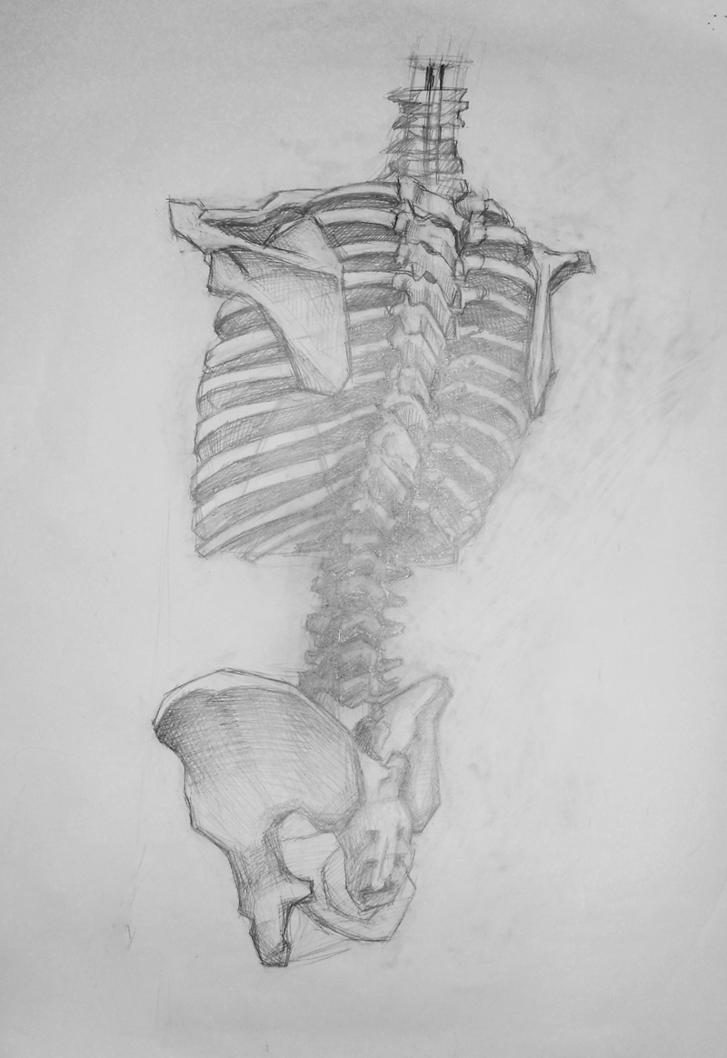 Скелет человека