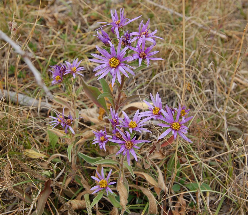 Осенние цветы