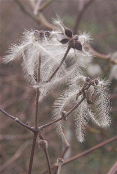 Материал для крыльев ангелов? :)