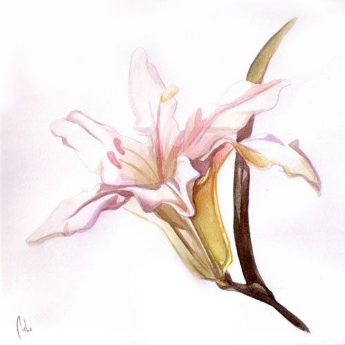 Белая Лилия