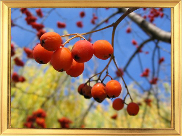 Рябиновые ягоды