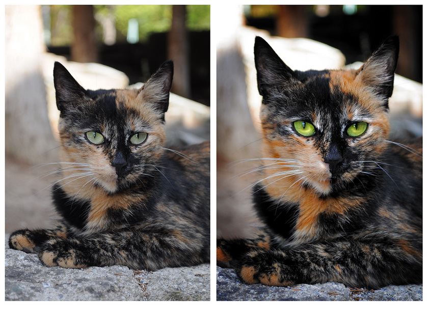 Сьемка и цветокоррекция фотографий "Партенит - город котов"