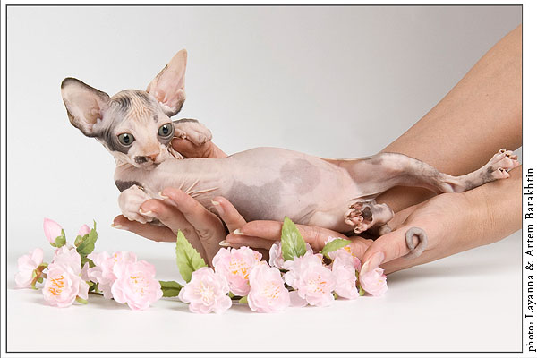 Канадский Сфинкс