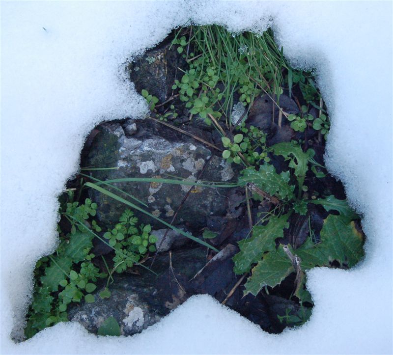 Зеленое окошко :)