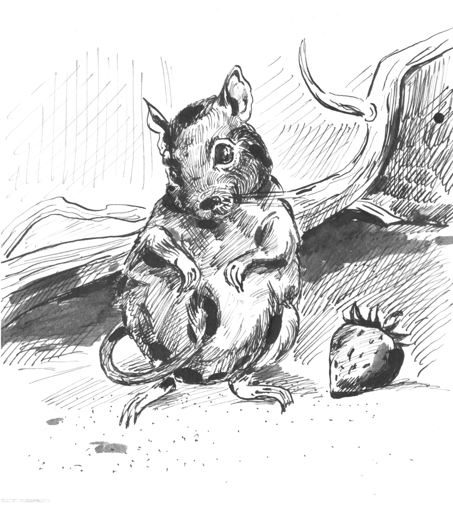 Иллюстрации к книжке