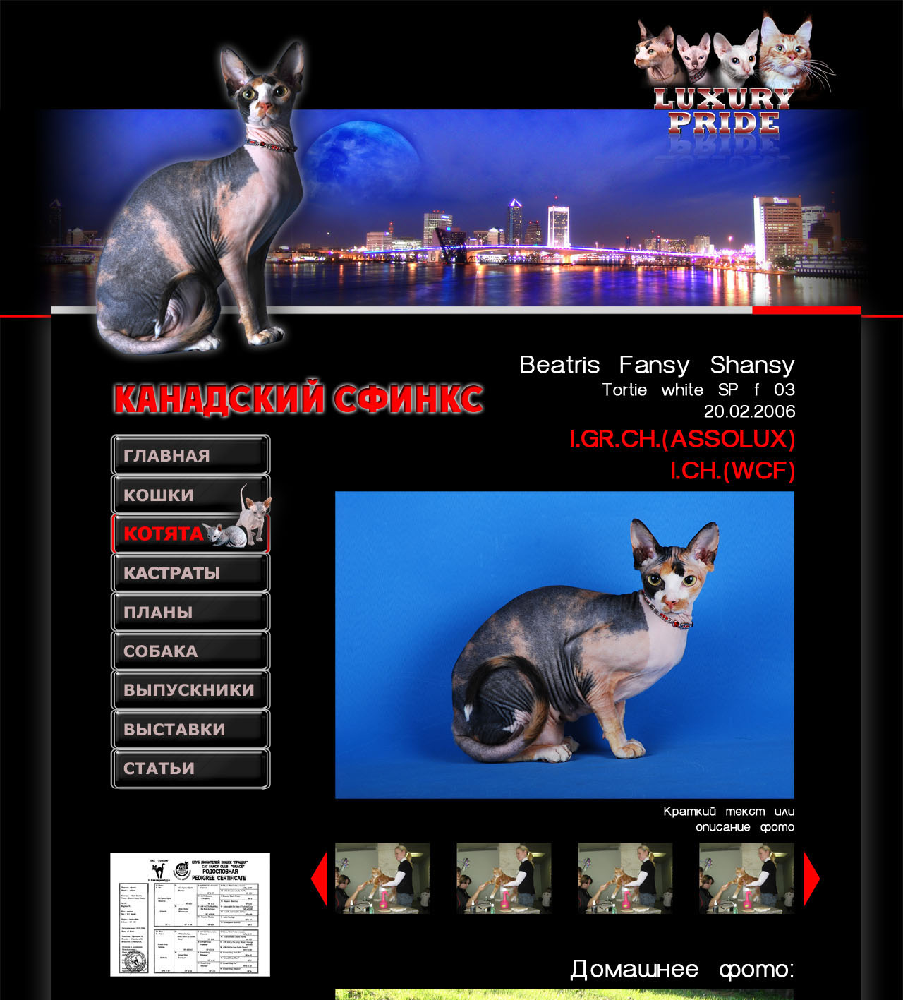 Luxury-pride страница кошек 3