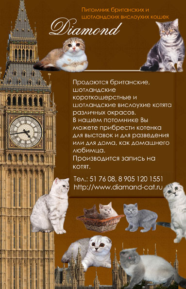Рекламная листовка. Вариант