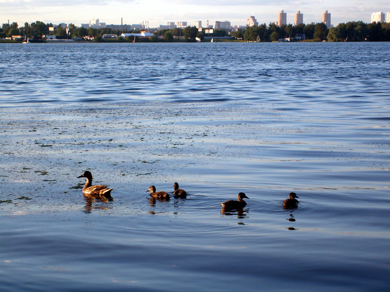 утка с утятами