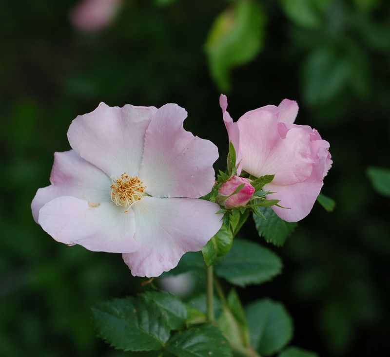 Лесные цветы